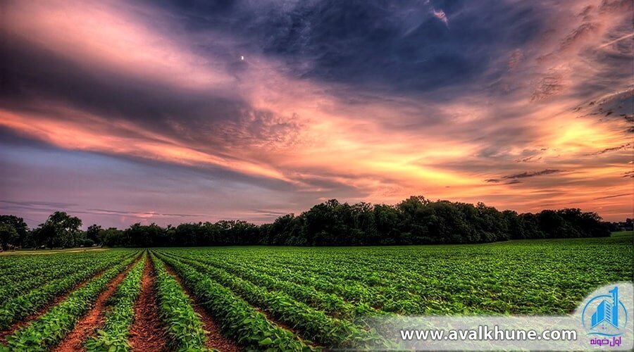 خرید زمین در شمال برای کشاورزی؛ چالش‌، فرصت‌ها و محدودیت‌ها