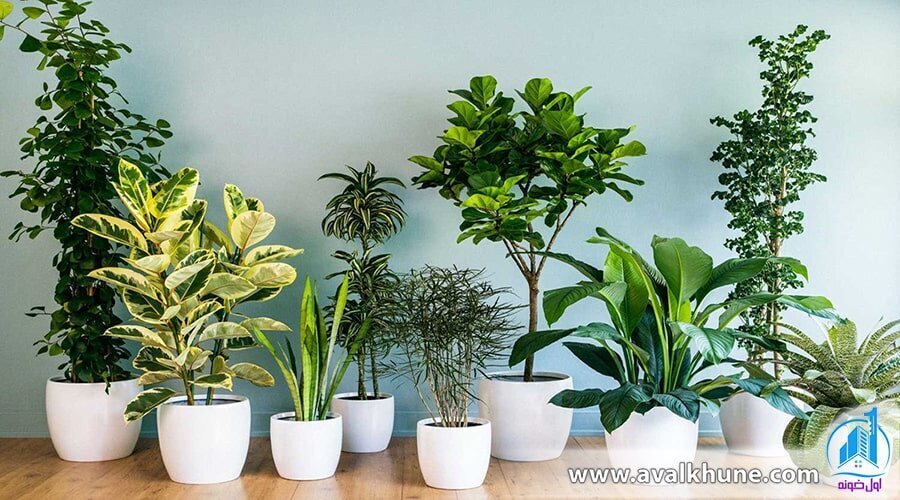 چگونه از گل‌های آپارتمانی مراقبت کنیم؟