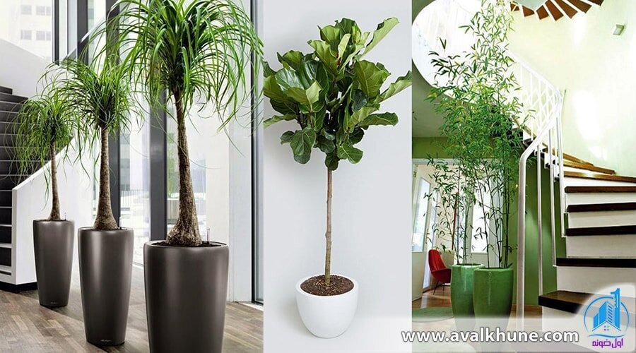 معرفی و شرایط نگهداری بهترین گیاهان آپارتمانی