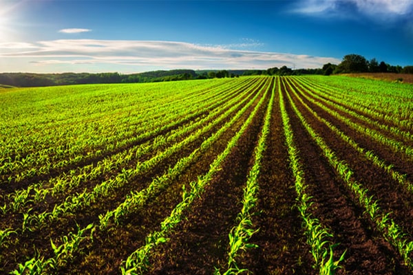 اراضی کشاورزی