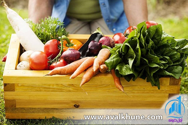 فصل مناسب برای کاشت سبزی در باغچه فصل مناسب برای کاشت سبزی در باغچه