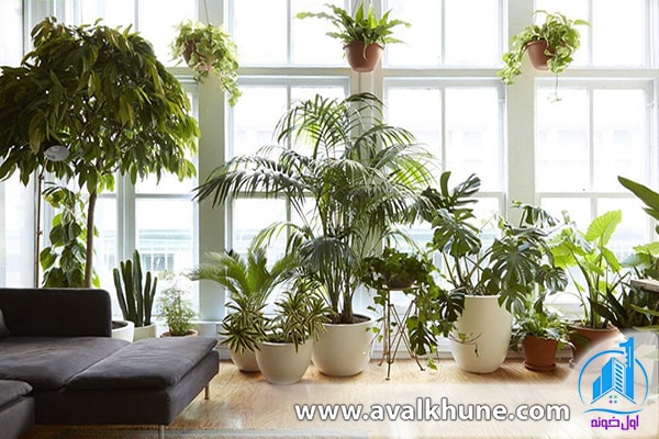 گل‌های آپارتمانی