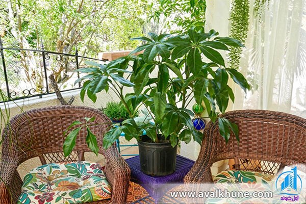 گیاهان آپارتمانی گیاهان آپارتمانی