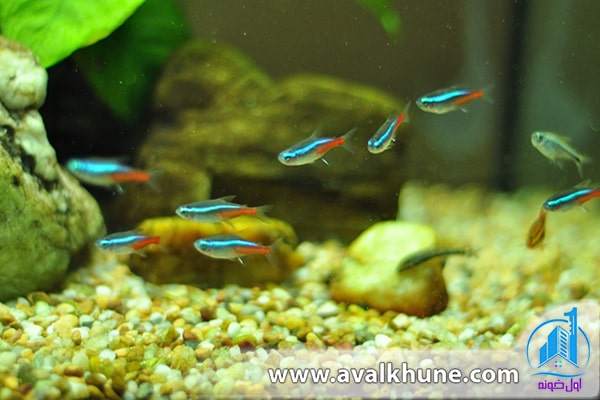 تعداد ماهیها در آکواریوم خانگی تعداد ماهیها در آکواریوم خانگی