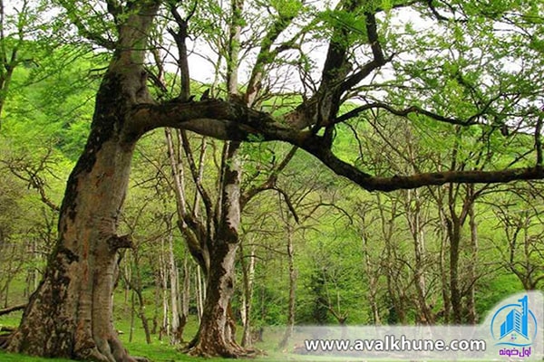 پارک فین در چالوس پارک فین در چالوس