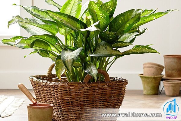 گیاه دیفن باخیا گیاه دیفن باخیا