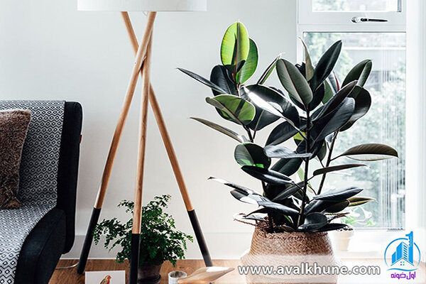 گیاه فیکوس گیاه فیکوس