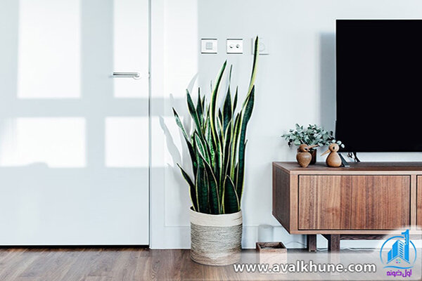 گیاهان آپارتمانی گیاهان آپارتمانی