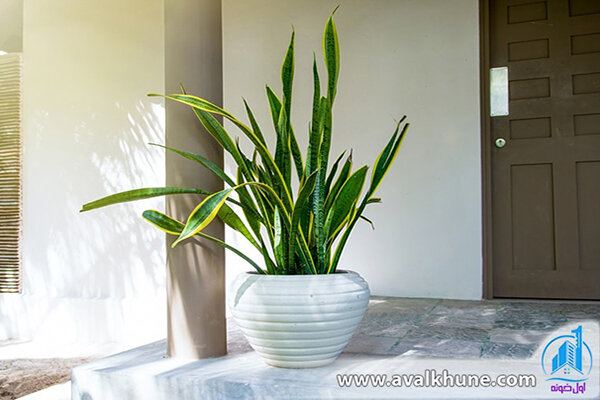 گیاه سانسوریا گیاه سانسوریا