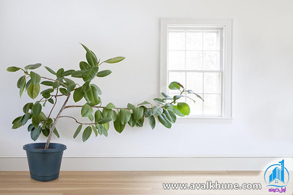 گیاه فیکوس گیاه فیکوس