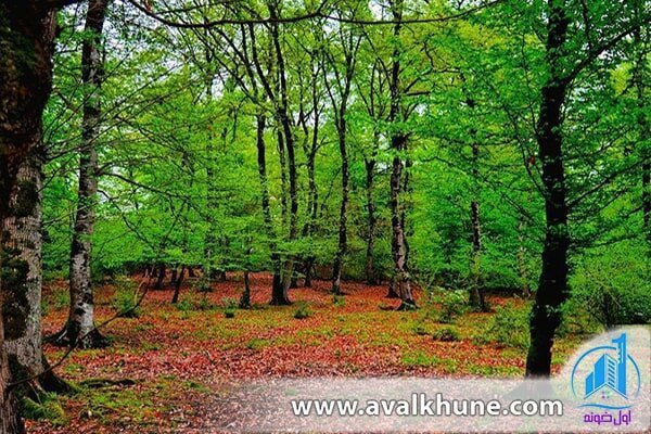 پوششهای گیاهی شهر نور