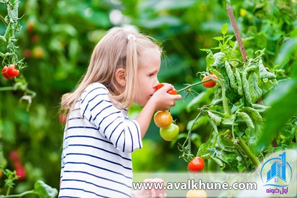 کاشت سبزی در باغچه کاشت سبزی در باغچه