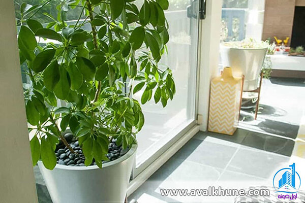 گیاه شفلرا گیاه شفلرا