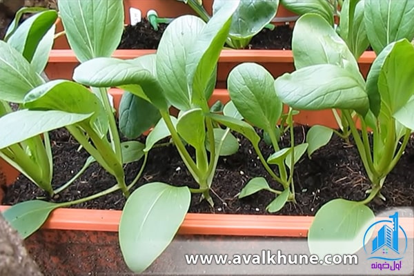 کاشت سبزی در باغچه کاشت سبزی در باغچه