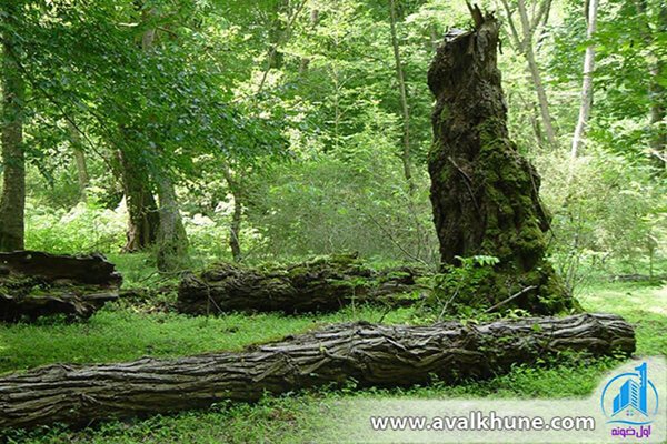 اجاره ویلا در چمستان با قیمت مناسب اجاره ویلا در چمستان با قیمت مناسب