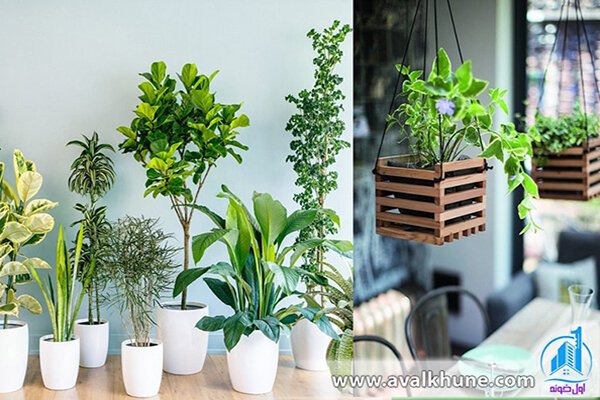 گیاهان آپارتمانی گیاهان آپارتمانی