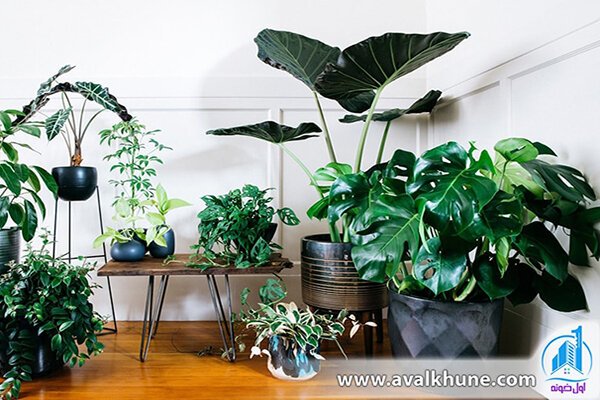 گیاهان آپارتمانی گیاهان آپارتمانی