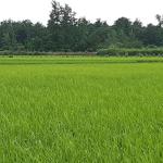 خرید زمین کشاورزی در محمودآباد