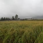 خرید زمین کشاورزی با موقعیت عالی