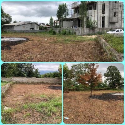 زمین منطقه جنگلی داخل بافت