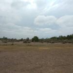 فروش زمین هکتاری جاده به ساحل