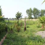 زمین جنگلی در منطقه بلیران آمل