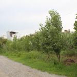 فروش زمین ساحلی در محمودآباد