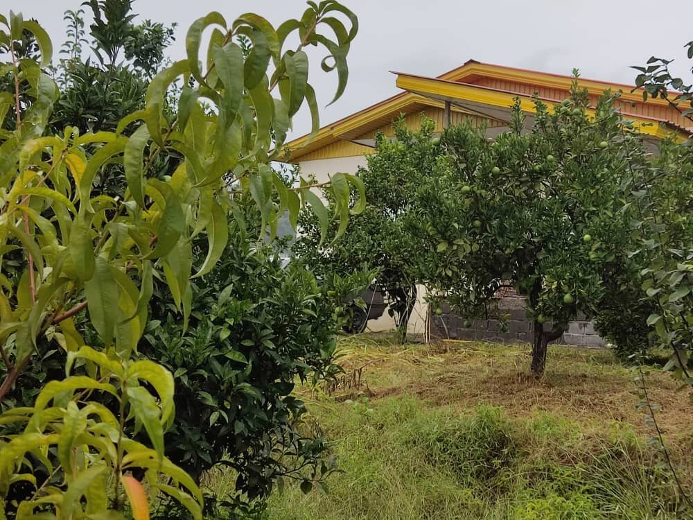 خرید باغ مرکبات چسبیده به بافت