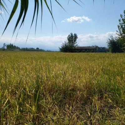 خرید زمین 1000 متری در آمل