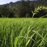 خرید زمین کشاورزی در چمستان