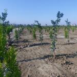 زمین مناسب سرمایه گذاری اقتصادی