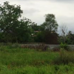 خرید زمین جنگلی در چمستان