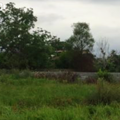 خرید زمین جنگلی در چمستان