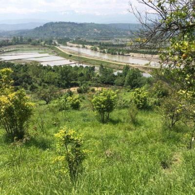 خرید باغ مرکبات در منطقه توریستی بابلکنار