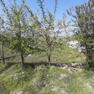 خرید زمین در منطقه محموآباد